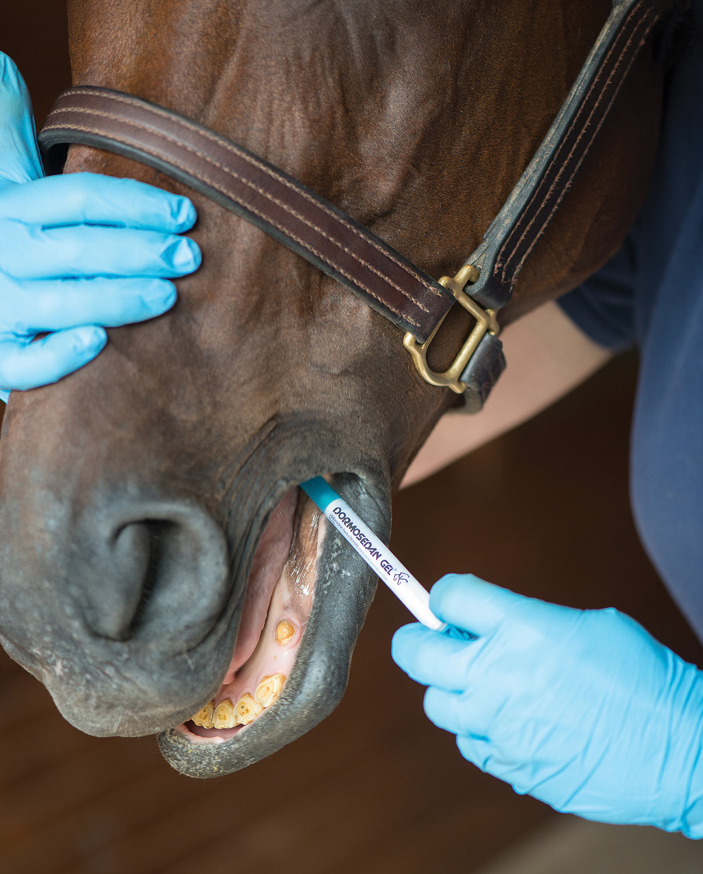 Administering gel under a horse's tongue