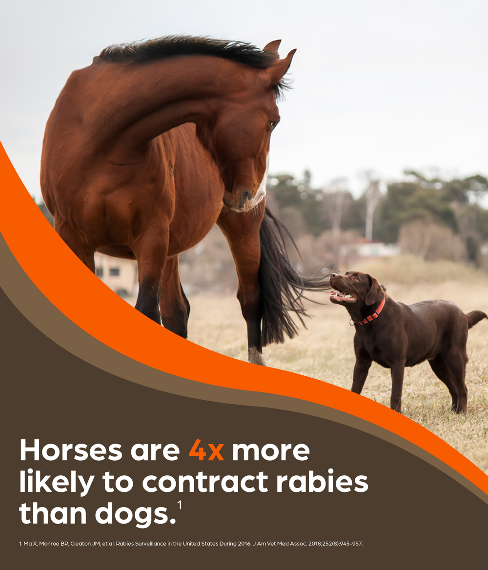 Horses are 4x more likely to contract rabies than dogs